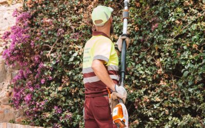 Taille-haies à Angoulême : bien choisir son matériel au printemps